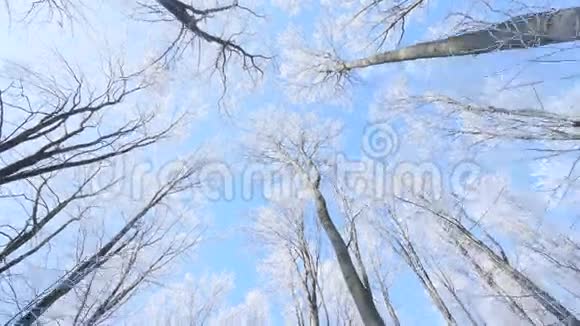蓝天背景下冰冻的顶树景观视频的预览图