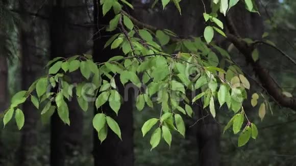 枝带绿叶的夏林中视频的预览图