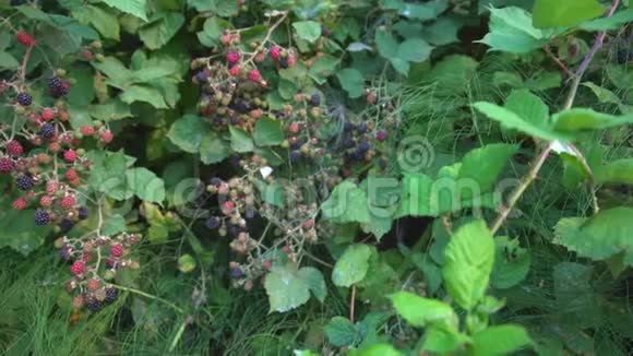 在灌木丛中成熟的黑莓视频的预览图