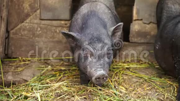 关在农场笼子里的越南黑猪视频的预览图