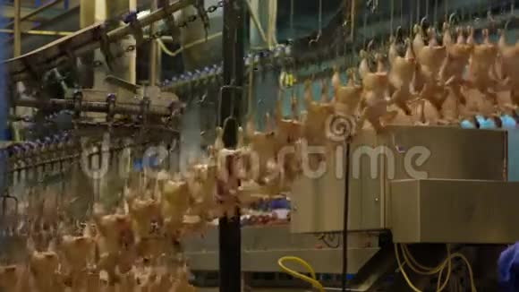 屠宰场鸡的生产过程视频的预览图