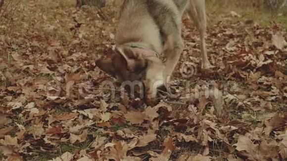 狗在河边的秋林里玩棍子黄叶黄橡树混血的雌性视频的预览图