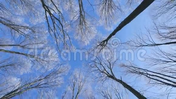 蓝天背景下冰冻的顶树景观视频的预览图