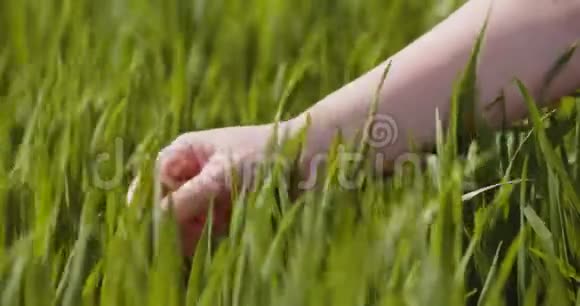 农业妇女手摸农场的小麦作物视频的预览图