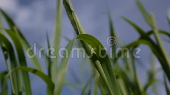 夏天蒂莫西草在草地上近距离拍摄普莱姆蓝天背景上的新鲜绿色植物视频的预览图