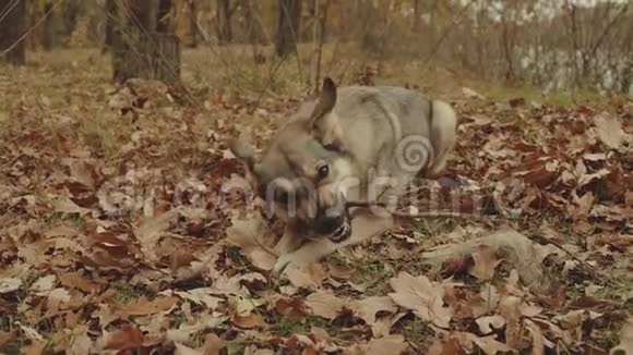 狗在河边的秋林里玩棍子黄叶黄橡树混血的雌性视频的预览图