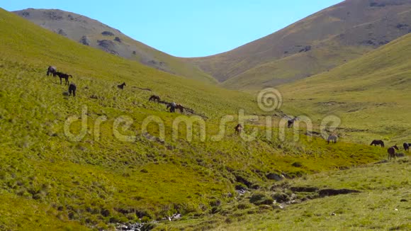 马在俄罗斯高加索山脉的山坡上放牧视频的预览图