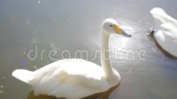 湖上美丽的白色天鹅视频的预览图