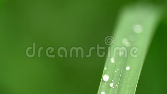 新鲜的青草有露珠的片段绿色草地上有露珠的片段绿色草地上有雨点的片段绿色草地上有露珠的片段视频的预览图