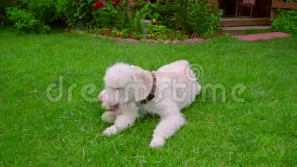 玩球后累的狗在绿草上休息小狗躺着视频的预览图