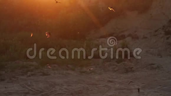 黄昏时分飞来飞去的燕子视频的预览图