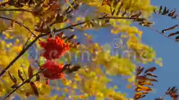 秋天有成熟的罗湾浆果的枝条视频的预览图