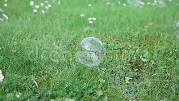 在绿色草坪上弹出肥皂泡视频的预览图