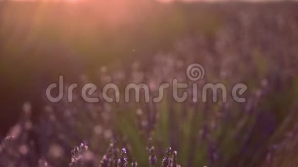 普罗旺斯的薰衣草庄园的夏季背景视频的预览图