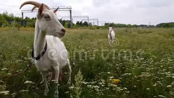 乌克兰村庄一只长角的白山羊在铁路旁的绿色草地上吃草视频的预览图