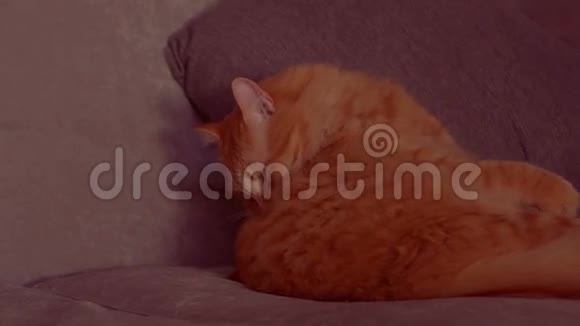 一只红猫躺在沙发上视频的预览图