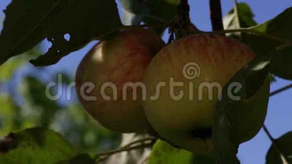 黄苹果成熟在树枝上视频的预览图