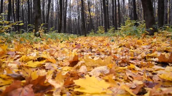 秋天的森林草上有黄色和红色的叶子动作缓慢视频的预览图