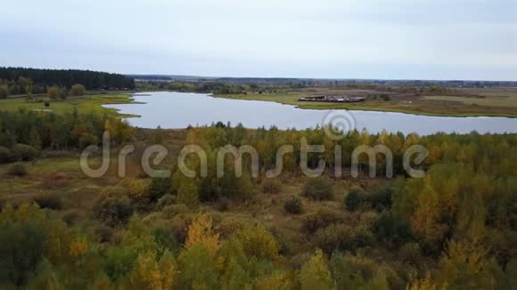 鸟瞰田野树木覆盖着黄色的树叶和湖背景视频的预览图