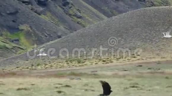 冰岛大自然中的野鸟视频的预览图