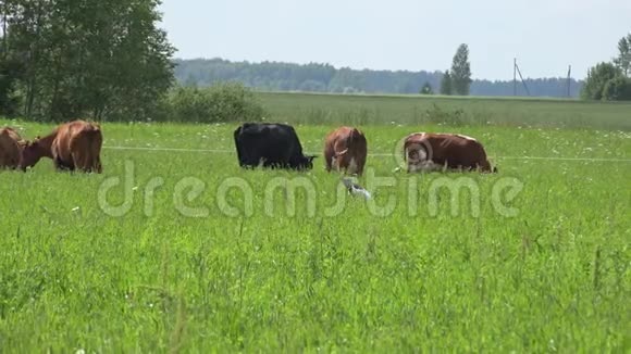 牛群在牧场上用轮子吃草和蓄水池4K视频的预览图