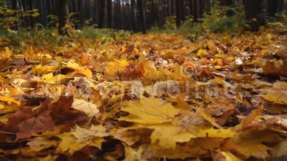 秋天的森林草上有黄色和红色的叶子动作缓慢视频的预览图