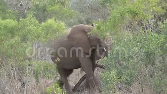 非洲大象群穿过树林视频的预览图
