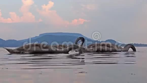 年轻的灰哑天鹅天鹅在水上视频的预览图