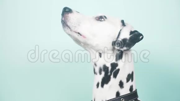 达尔马提亚狗肖像简介孤立在蓝色背景上4k慢镜头特写视频的预览图