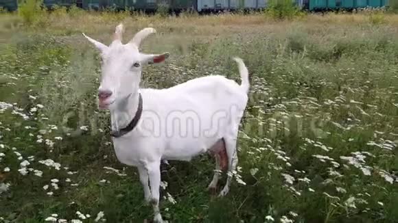 乌克兰村庄一只长角的白山羊在铁路旁的绿色草地上吃草视频的预览图