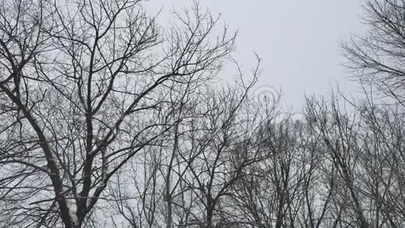 干燥的雪户外的树枝在俄罗斯的冬季森林自然景观视频的预览图