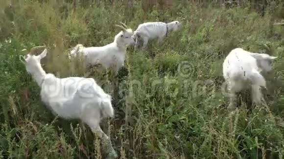山羊在绿草上吃草视频的预览图