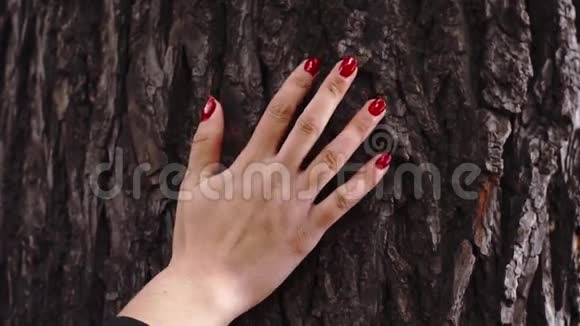 女人的手拿着一棵树视频的预览图