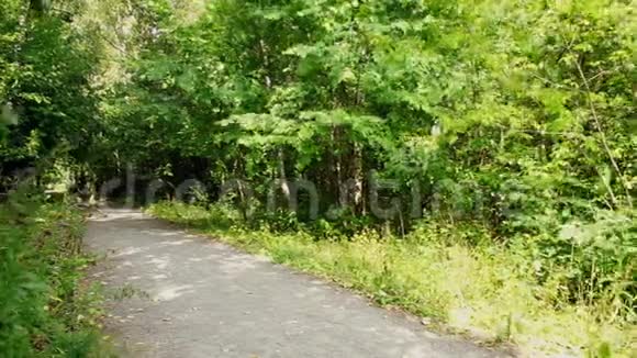 夏天的森林小径视频的预览图