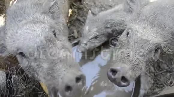 猪的家庭饮用水从碗在农村农场院子年轻的越南猪饲料在传统农场院子视频的预览图