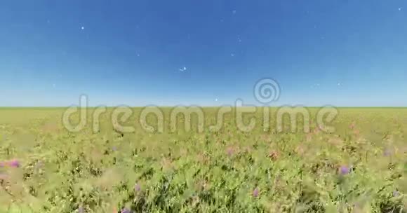 风中的4k彩色花草自然风光浮蒲公英蓝天视频的预览图