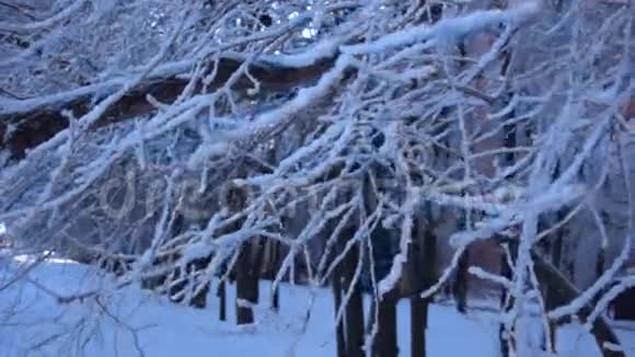 雪树摇动慢动作视频的预览图