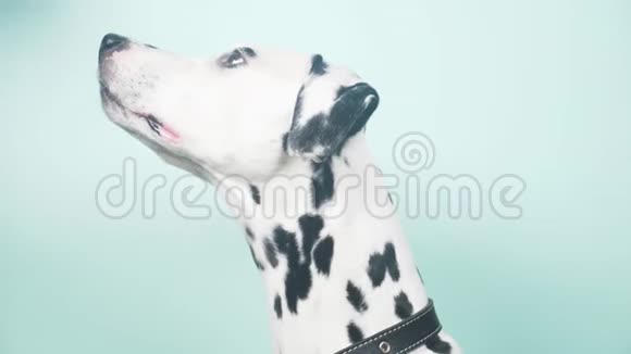 达尔马提亚狗肖像简介孤立在蓝色背景上4k慢镜头特写视频的预览图