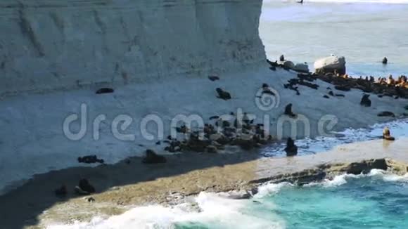 阿根廷瓦尔德斯半岛海岸的海狮系列视频的预览图