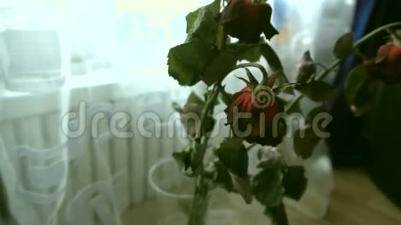玫瑰站在花瓶里视频的预览图
