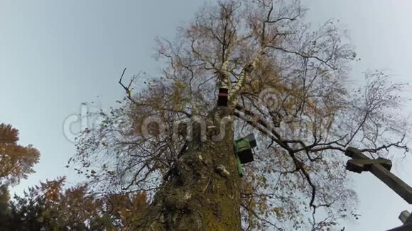 老桦树有鸟巢箱和日出灯4K时间间隔视频的预览图