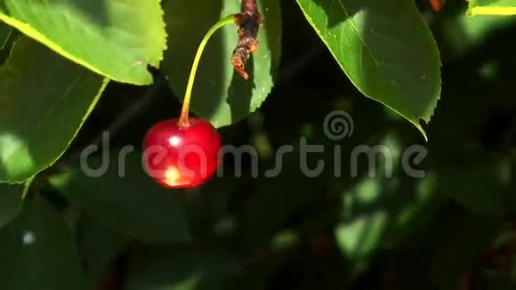 红樱桃挂在树枝上视频的预览图