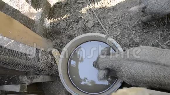 猪的家庭饮用水从碗在农村农场院子年轻的越南猪饲料在传统农场院子视频的预览图