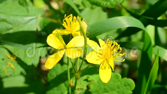 绿色背景下大草兰的亮黄色花朵的宏观视频的预览图