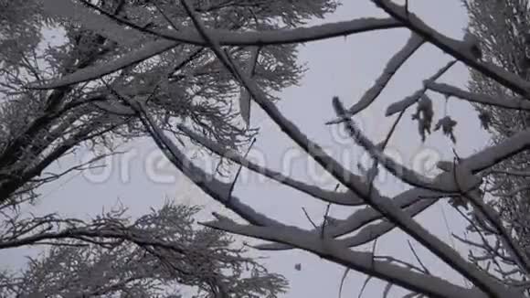 雪树摇动慢动作视频的预览图