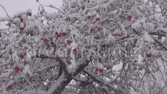 暴风雪覆盖着雪苹果果实在树上收获视频的预览图
