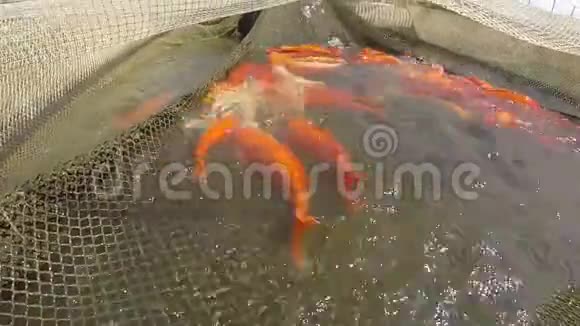 活的淡水鱼在网里游泳的金色鲤鱼视频的预览图