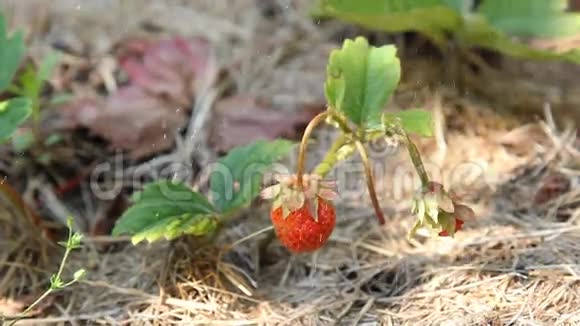 草莓在花园里成熟在浇水有机食品的栽培视频的预览图
