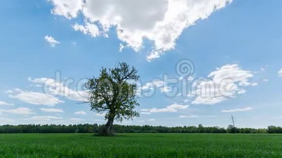 一棵孤独的树的景观时间流逝视频的预览图