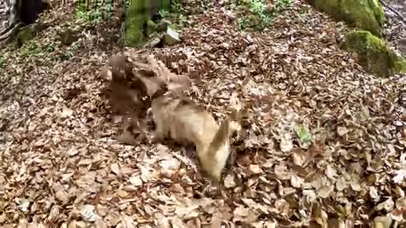 一只小猎犬在去年的树叶堆里蠕动的慢镜头视频的预览图